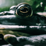 The Secret Uses Of Screaming Frog