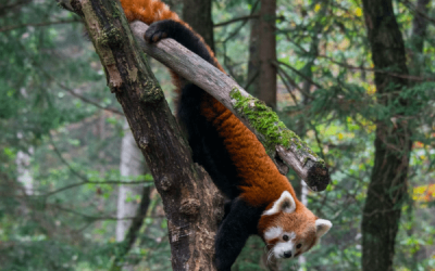 The Value Behind Long-Tail Keywords