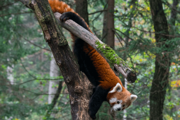 red panda in the wild