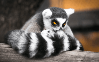 The Power Of Search Intent + Long Tail Keywords