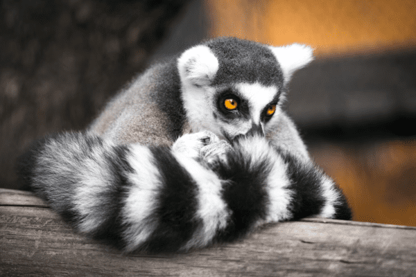 a lemur with a bushy tail