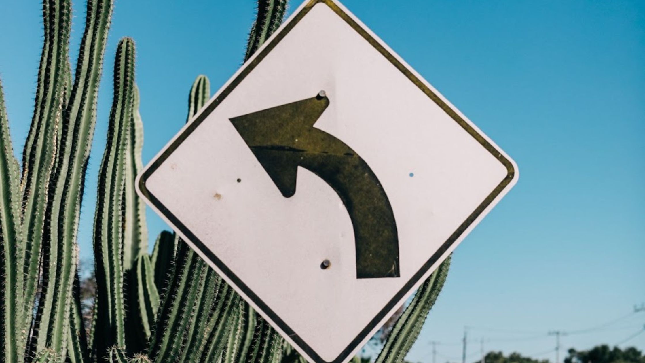 an image of a left hand turn sign in front of an overgrown cactus on the side of the road