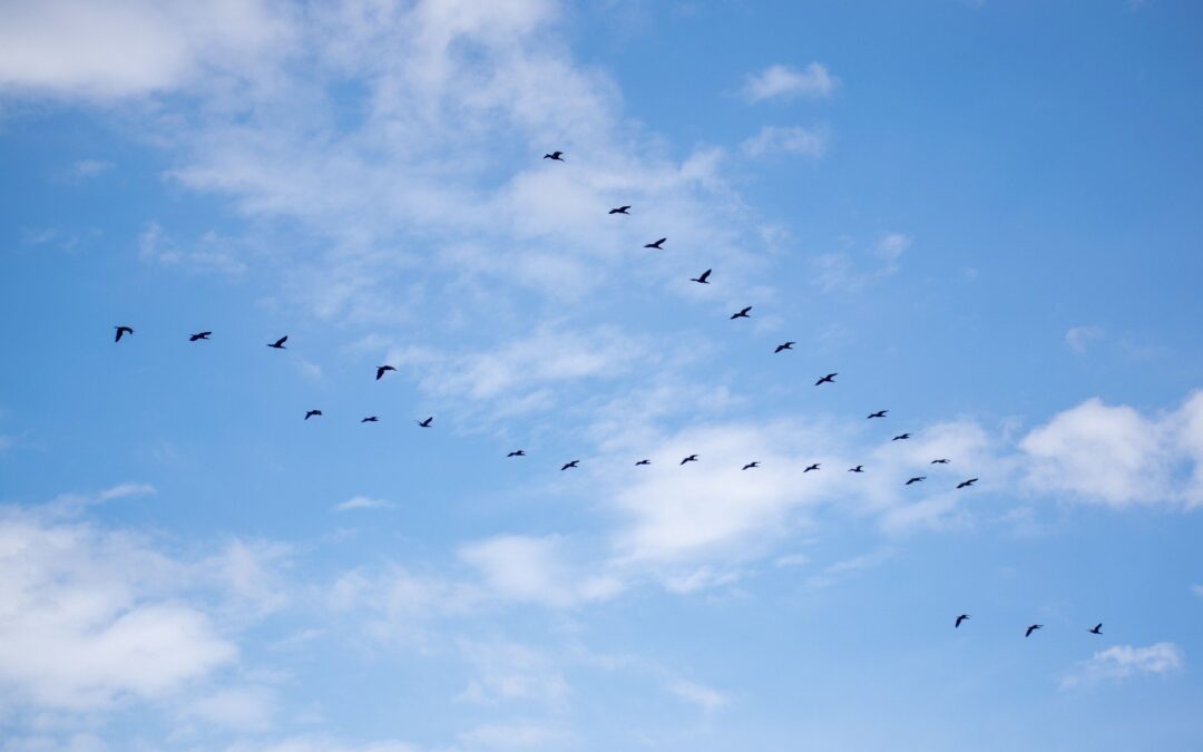 What to Check Before, During, and After a Migration